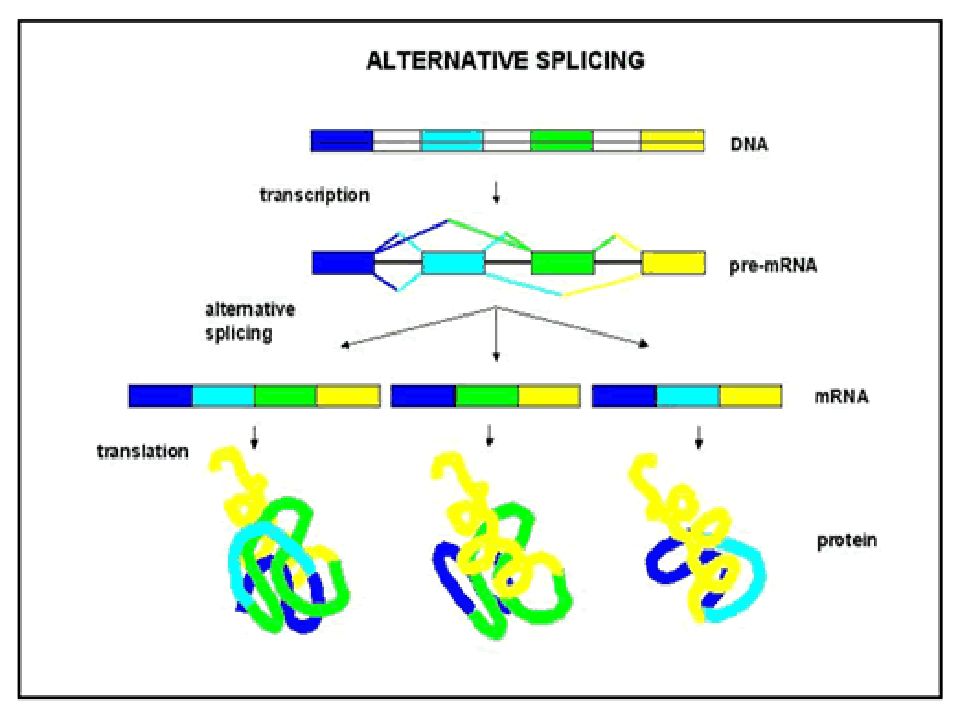 Варианты белков. Схема альтернативного сплайсинга у эукариот. P53 альтернативный сплайсинг. Альтернативный сплайсинг механизм. Альтернативный сплайсинг это в биологии.