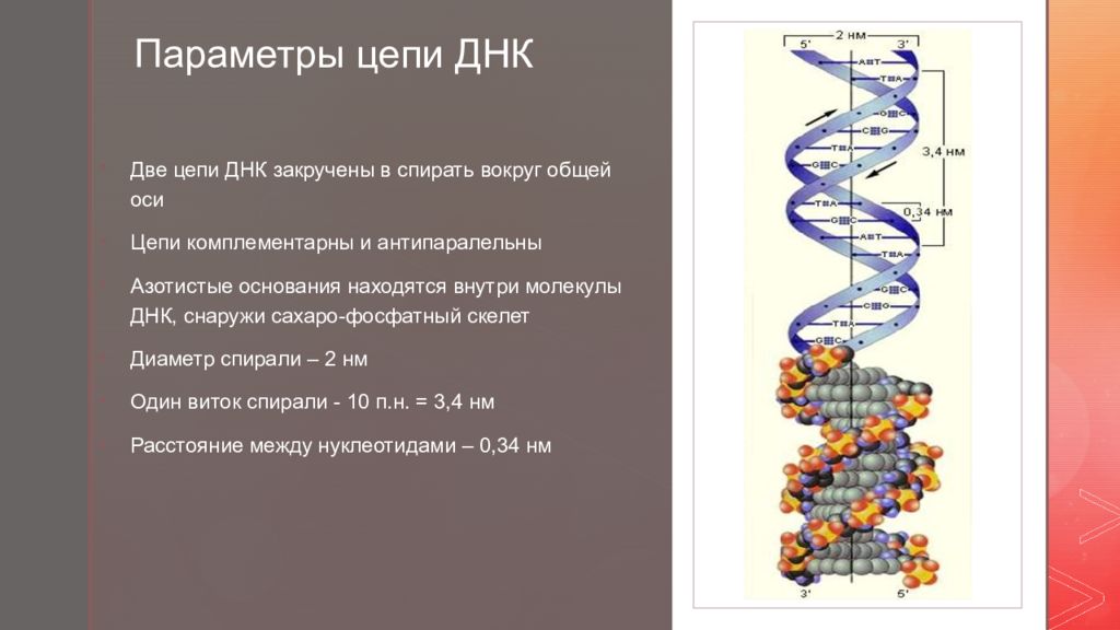 Задачи на днк. Цепь ДНК. Цепочка молекулы ДНК. Параметры ДНК. Цепи двуспиральной молекулы ДНК.