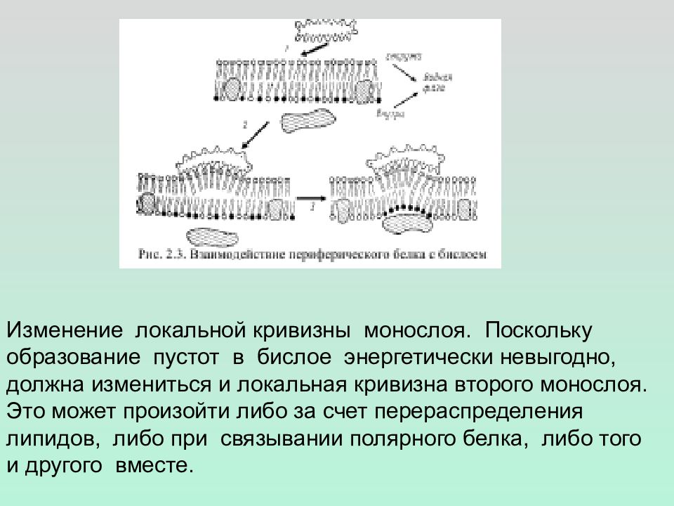 Синтез белков мембран. Монослой мембраны. Липидный бислой кривизна. Как образуется липидный бислой. Частокол Ленгмюра образован белками мембраны липидами мембраны.