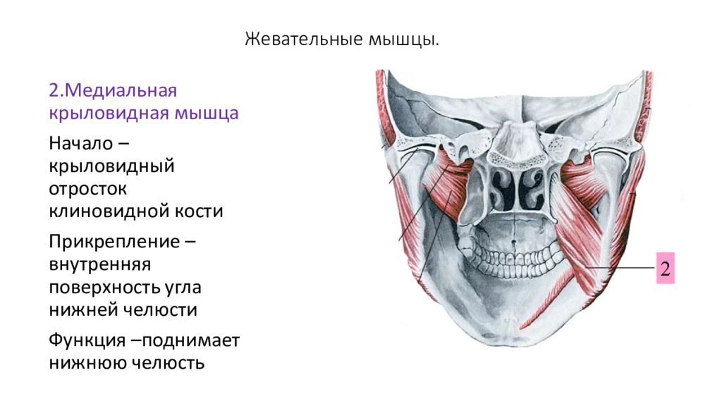 Медиальная крыловидная мышца. Жевательные мышцы медиальная крыловидная. Латеральная крыловидная мышца прикрепление. Внутренняя крыловидная мышца анатомия. Медиальная крыловидная мышца функции.