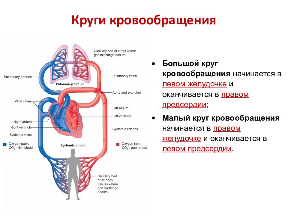 Малы круг кровообращения начинается