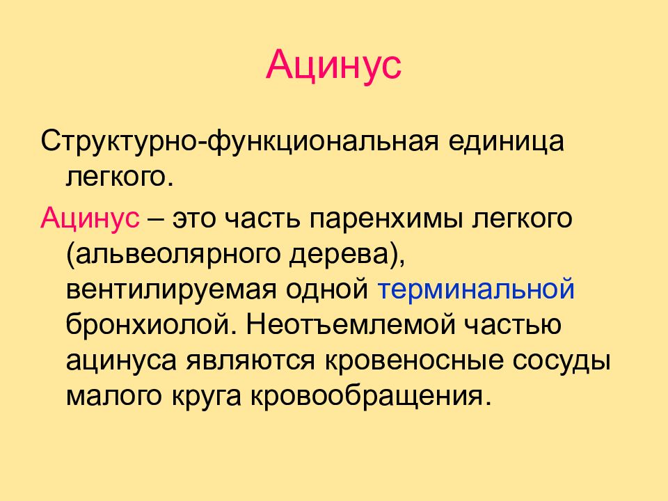 Структурно функциональными единицами легкого являются. Ацинус структурно функциональная единица легких. Структурно-функциональной единицей легкого является. Функциональная единица легкого. Структурно-функциональной единицы легких – ацинусе..