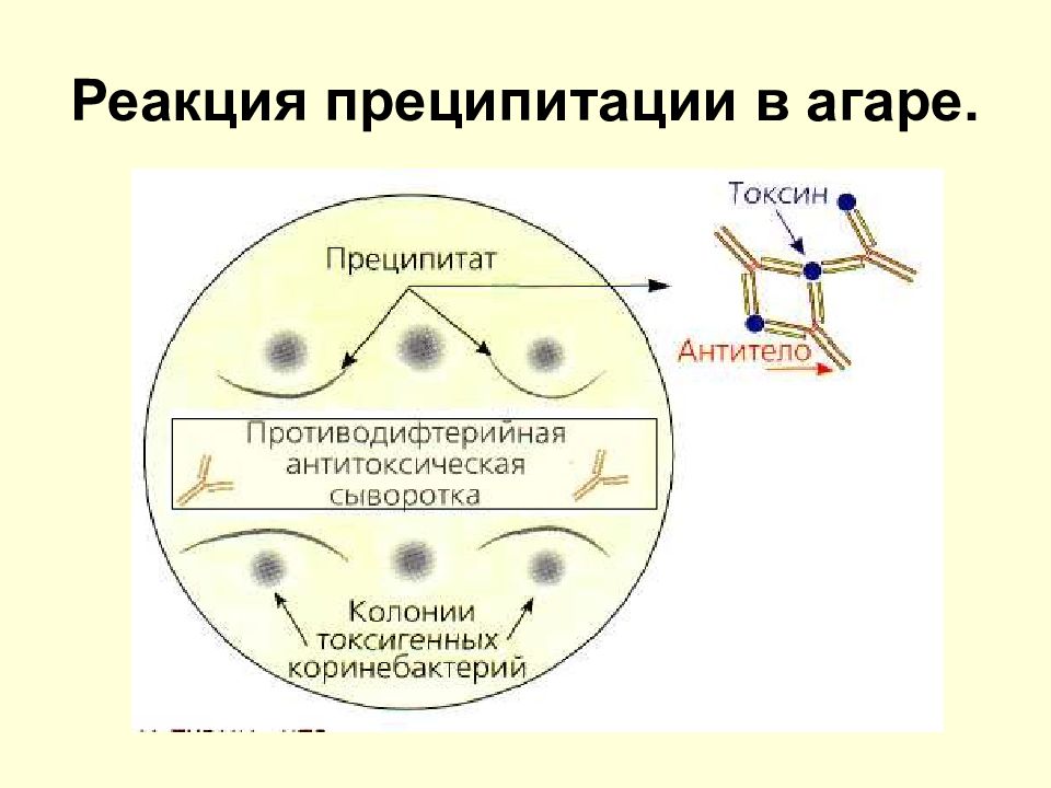 Реакция преципитации презентация