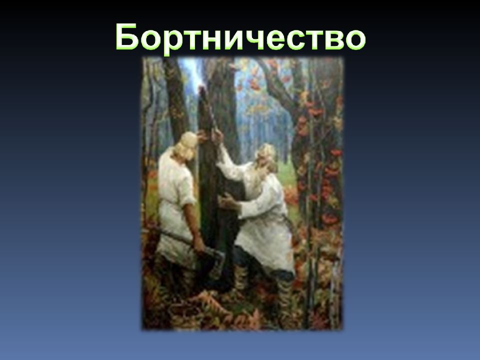 Бортничество в жизни средневековой руси. Бортничество славян. Бортничество восточных славян. Картина бортничество славян. Бортничество древних славян рисунок.