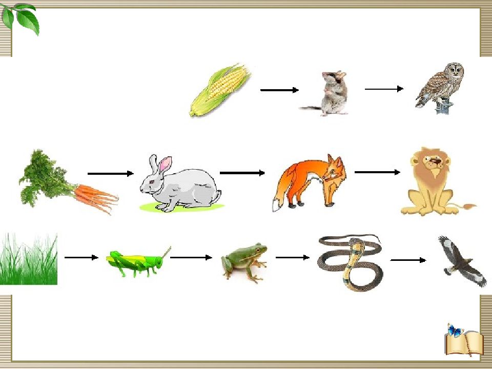 Презентация по биологии 7 класс цепи питания