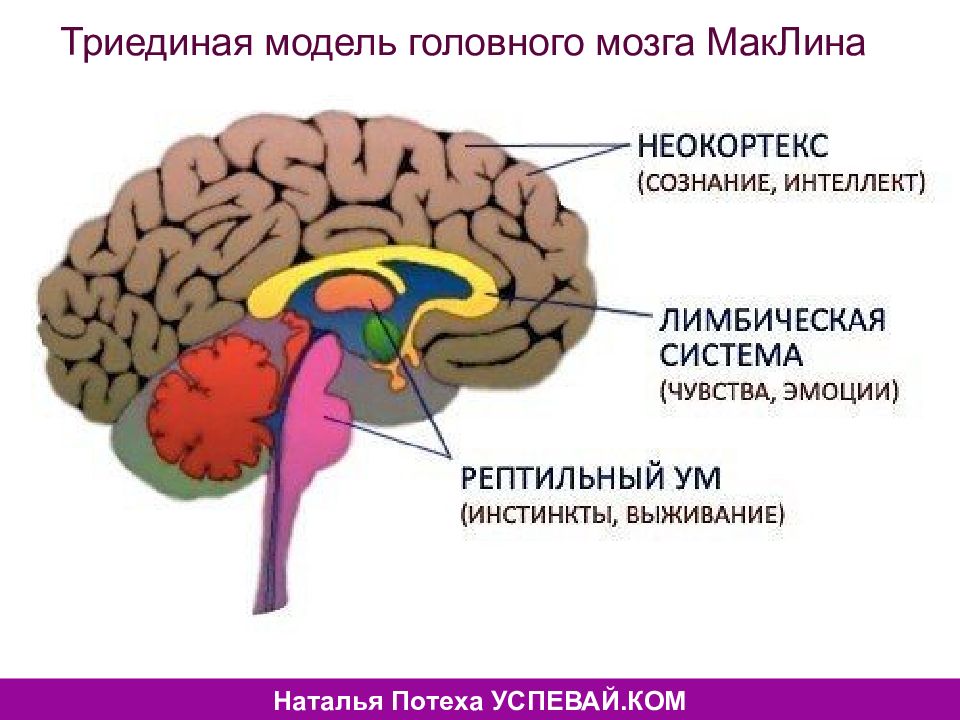 Рептильный мозг человека