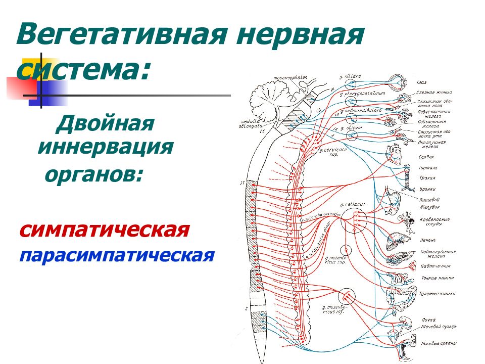 Восстановление вегетативной системы