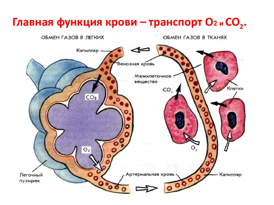 Транспорт газов картинка