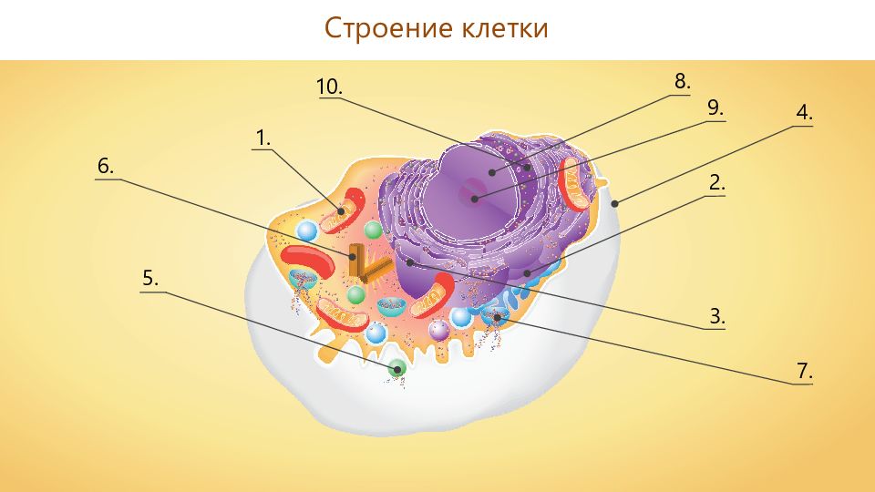 Укажите строение клетки