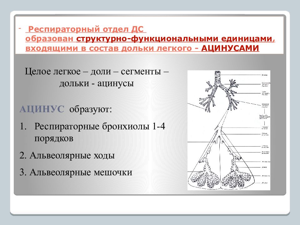 Что является структурно функциональной единицей легкого. Респираторный отдел легкого ацинус. структурно-функциональная единица респираторного отдела легких. респираторный отдел легких строение. респираторные отдеоы легкие.
