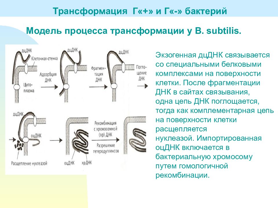 Форма перенос. Опишите основные этапы проведения трансформации бактерий. Трансформация бактерий. Химическая трансформация бактерий. Трансформация генетика бактерий.