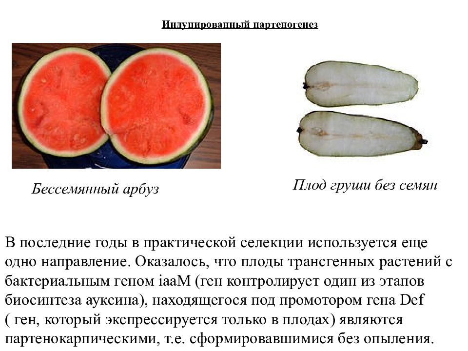 Генетическая инженерия растений презентация