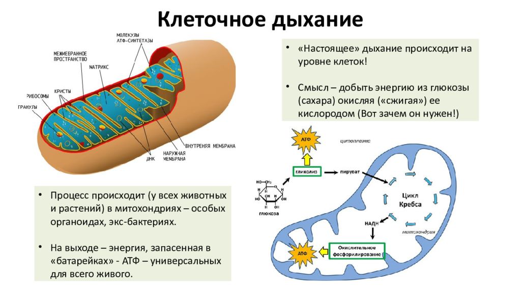 Клеточное дыхание рисунок