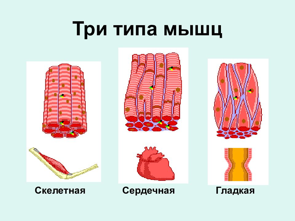 Мышцы три. Скелетная гладкая и сердечная мышцы. Три типа мышц. Мышцы типы мышц. Типы скелетной мускулатуры.