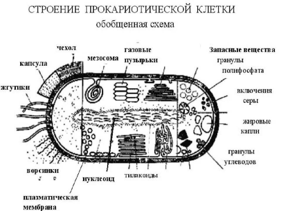 Строение прокариотической клетки кратко