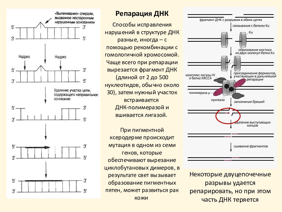 Репарация. Процесс репарации ДНК схема. Ферментные системы репарации ДНК. Схема процесса восстановления нативной структуры ДНК. Репарация таблица биохимия.