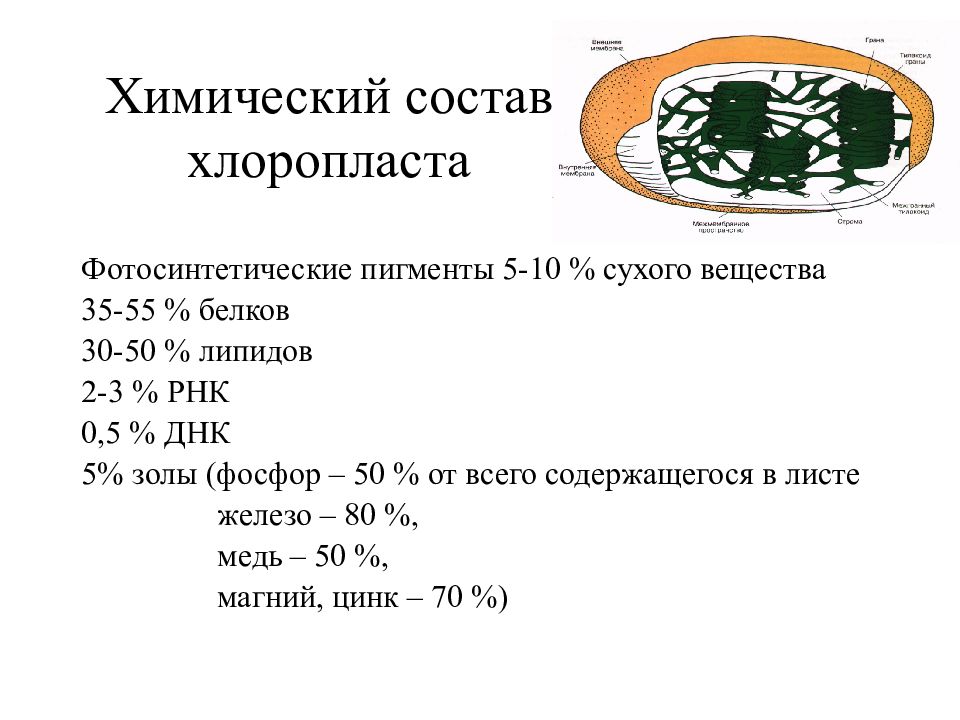 Строение химический состав. Химический состав хлоропластов. Состав хлоропласта. Пластиды химический состав. Хлоропласт хим строение.