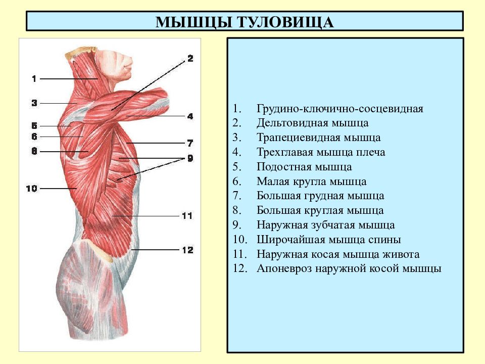 Выбери какая мышца на рисунке отмечена цифрой 4