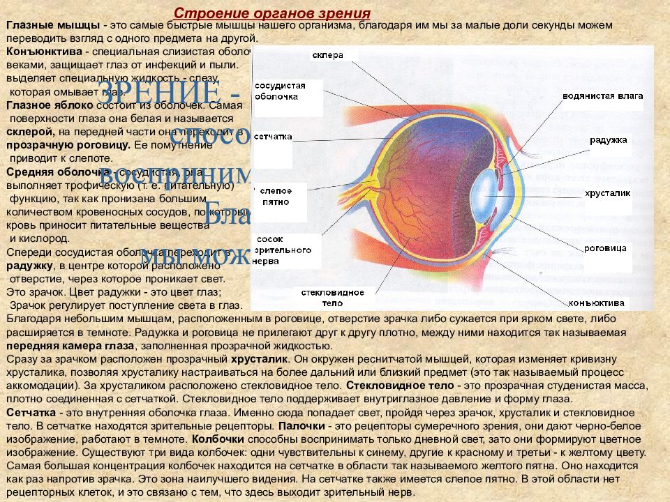 Строение глаза глазное яблоко. Сетчатка глазного яблока функции и строение. Строение глазного яблока слепое пятно. Сетчатка слепое пятно функции.