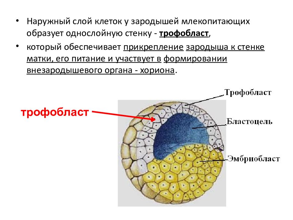 Трофобласт это. Бластула эмбриобласт. Зародыш трофобласт эмбриобласт. Эмбриогенез трофобласт. Трофобласт бластоциста.