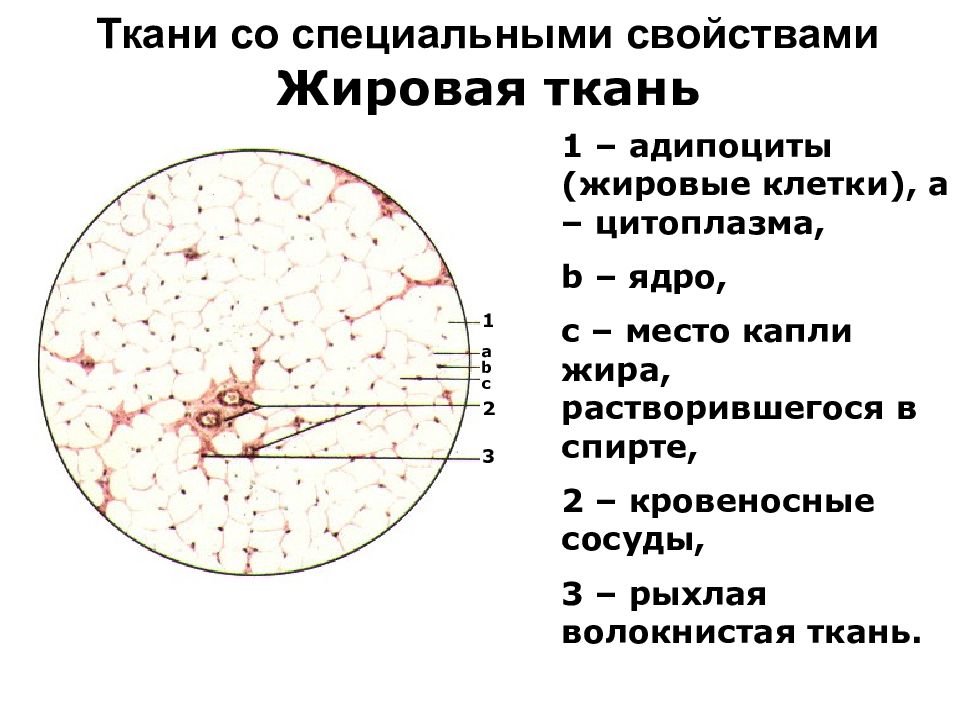 Жировая ткань рисунок с подписями