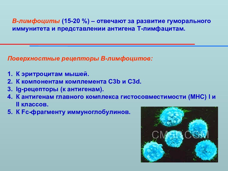 Группы лимфоцитов