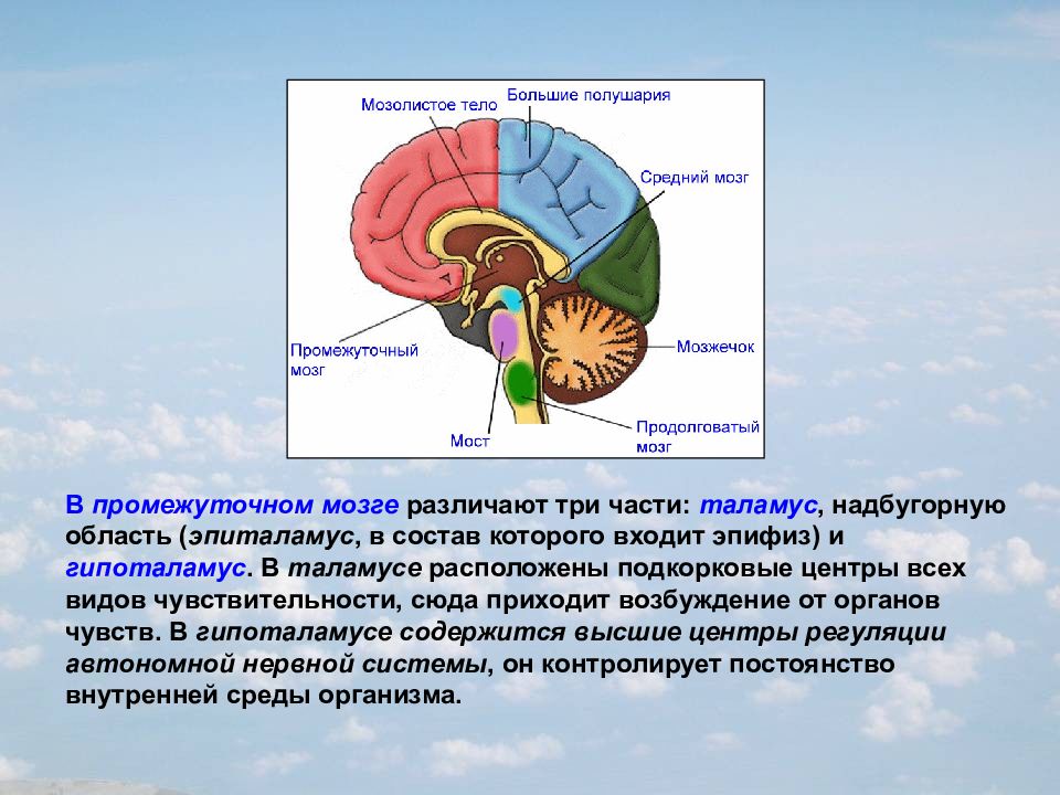 Полушарие мозжечка. Проводниковая функция мозжечка. Центры регуляции в мозжечке. Кора полушарий мозжечка функции. Рефлекторная функция мозжечка.