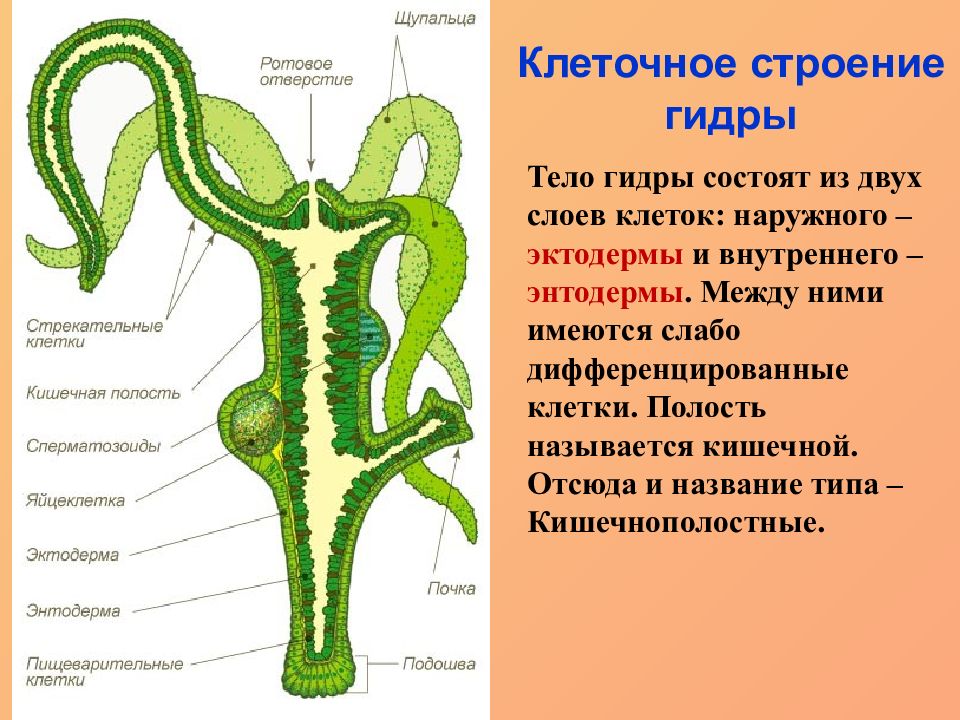 Клетки тела гидры. Строение гидры Кишечнополостные. Мезоглея у кишечнополостных. Выделительная система гидры биология. Биология Кишечнополостные гидры.