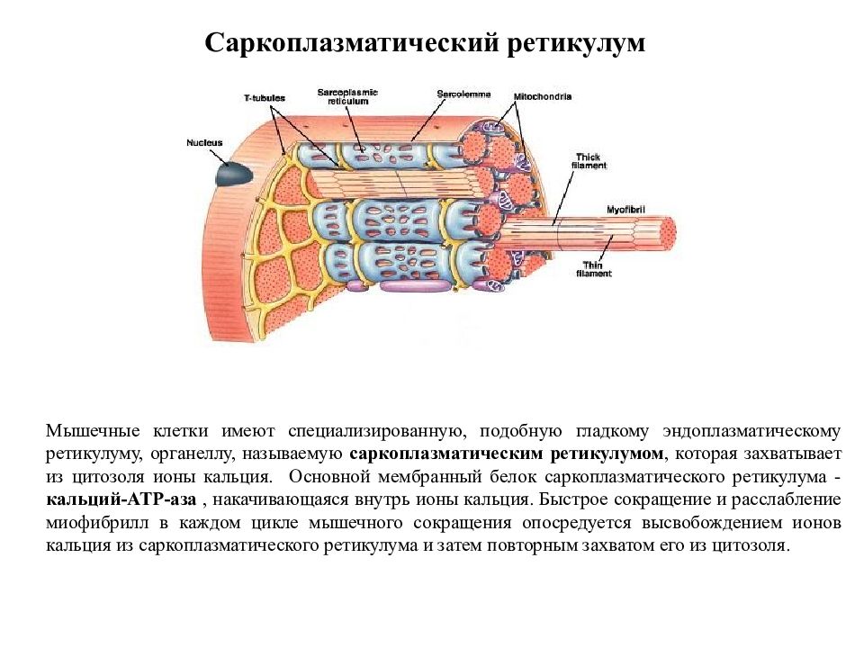 Т система. Строение мышцы саркоплазматический ретикулум. Саркоплазматический ретикулум строение. Саркоплазматический ретикулум схема. Строение саркоплазматического ретикулума мышечного волокна.