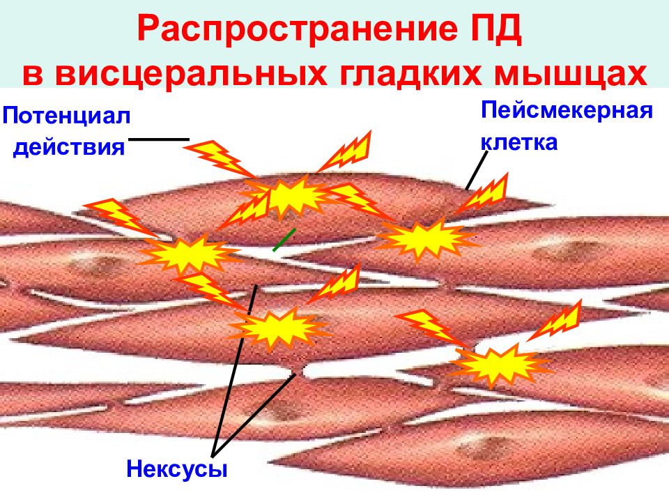 Возбуждение мышцы