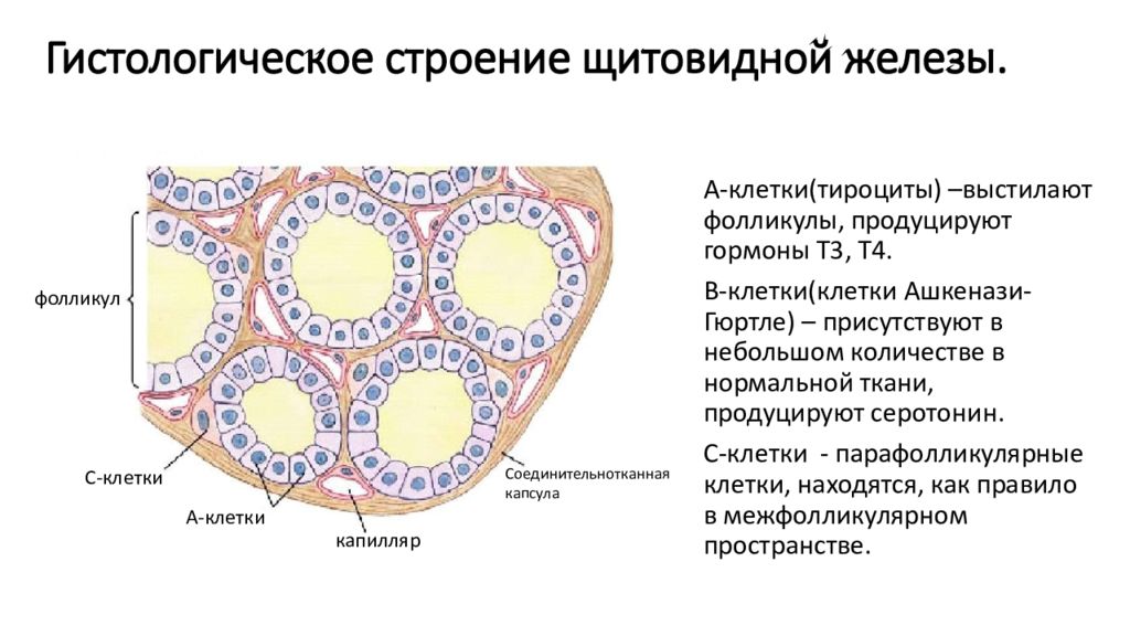 Структура щитовидной железы