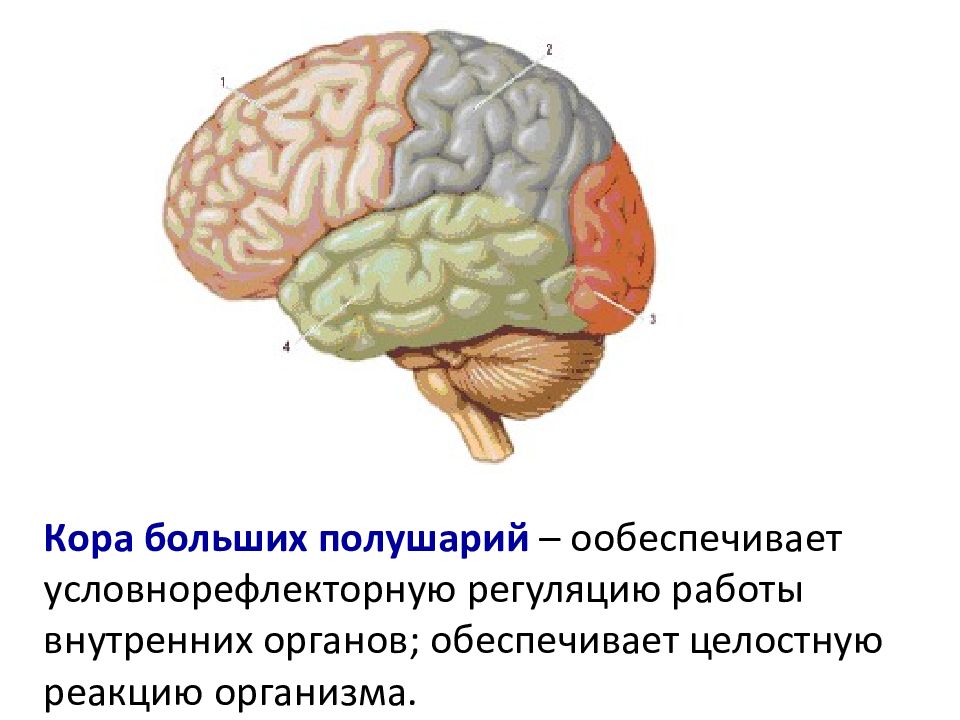 Мозг зрительная зона. Доли коры больших полушарий головного мозга. Жоли поры больших полушарий головного мозга. Доли больших полушарий головного мозга рисунок функции. Доли полушарий большого мозга и их функции.