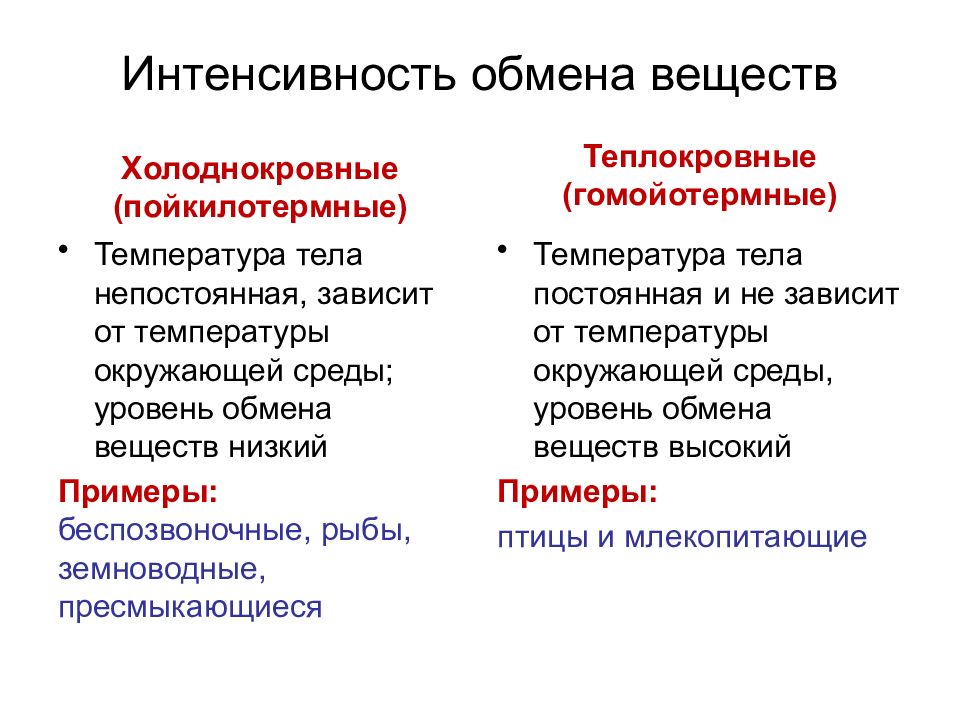 Обмен животных. Теплокровные и холоднокровные. Интенсивность обмена веществ. Обмен веществ у животных. Интенсивность обменных процессов.