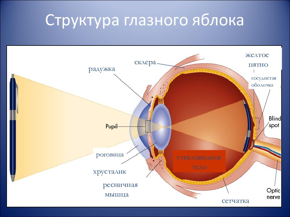 Строение глазного яблока. Схема глазного яблока. Состав глазного яблока. Схема строения глазного яблока.