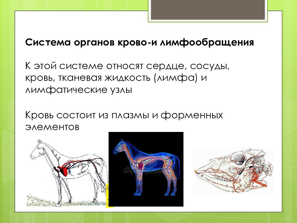 Ткани органы системы органов животных. Система органов кровообращения и лимфообращения животных. Физиология лимфообращения животных. Система органов крово и лимфообращение коровы. Крово и лимфообращение у животных.