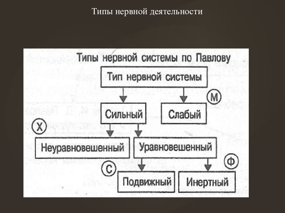 Внд в биологии презентация