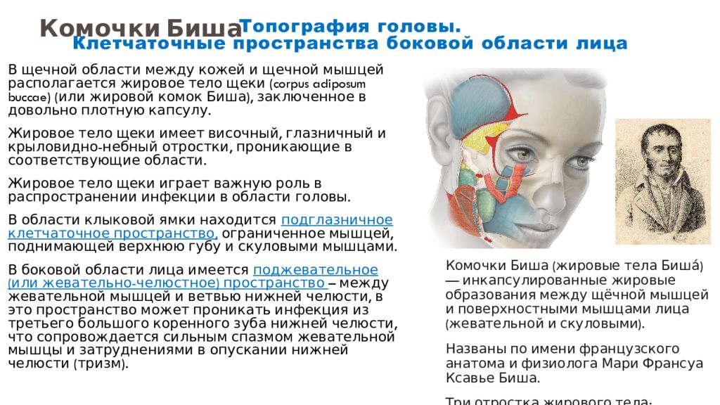 Клетчаточные пространства головы картинка