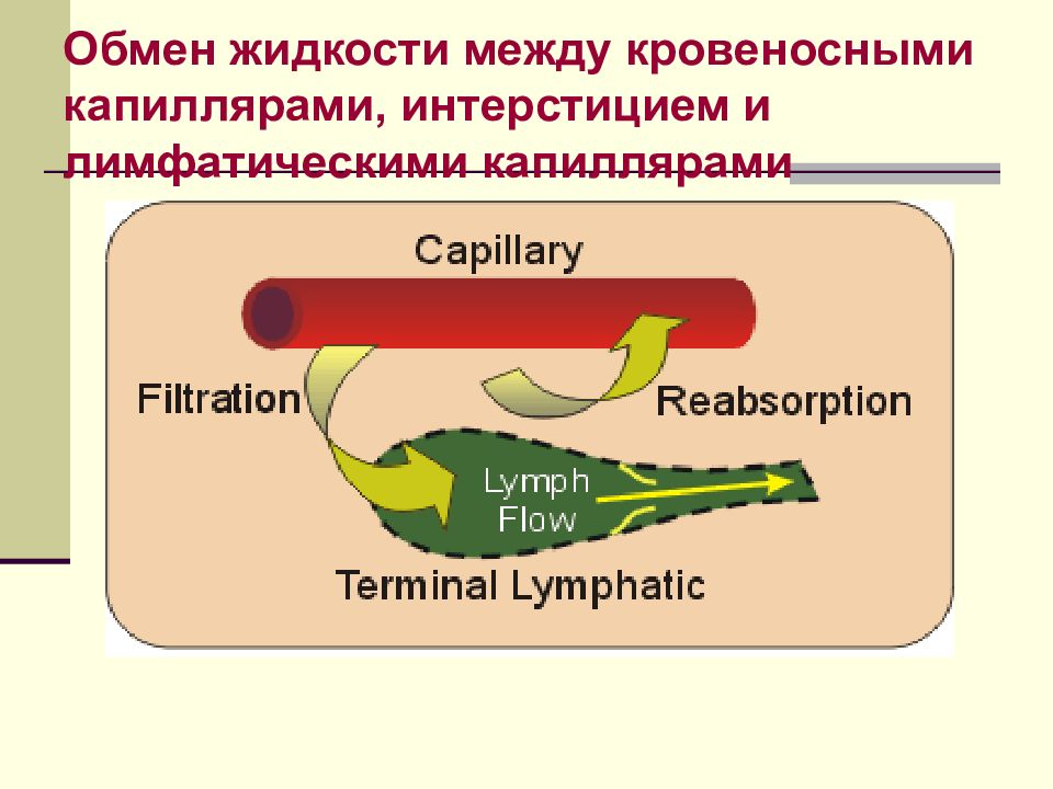 Обмен жидкостями. Обмен жидкости между кровеносными и лимфатическими капиллярами. Обмен жидкости между капилляром и интерстицием. Схема обмена жидкостью между капилляром и интерстицием. Газообмен происходит в капиллярах с помощью.
