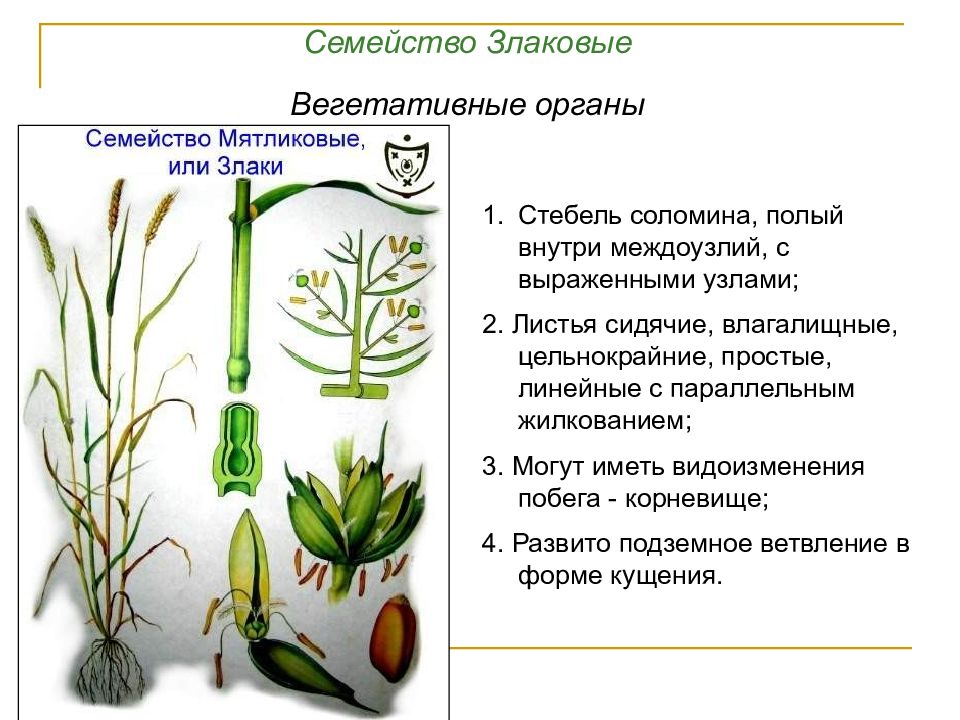 Семейство злаковые презентация 7 класс