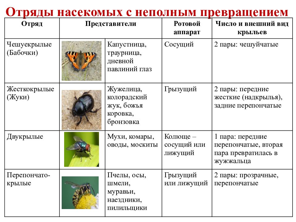 Биологические особенности насекомых. Таблица по биологии 7 класс отряды насекомых представители. Таблица по биологии 7 класс насекомые с неполным превращением. Отряды насекомых с неполным превращением таблица. Таблица по биологии 7 класс отряды насекомых признаки представители.