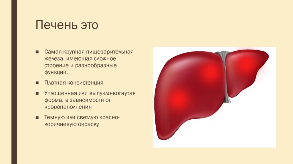 Печень презентация 8 класс