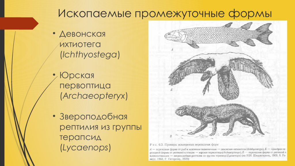 Переходные формы. Вымершие переходные формы организмов. Промежуточные формы в эволюции. Ископаемые промежуточные формы. Ископаемые переходные формы растений.