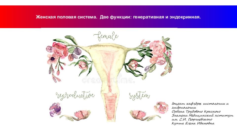 Женская половая система. Две функции: генеративная и эндокринная.