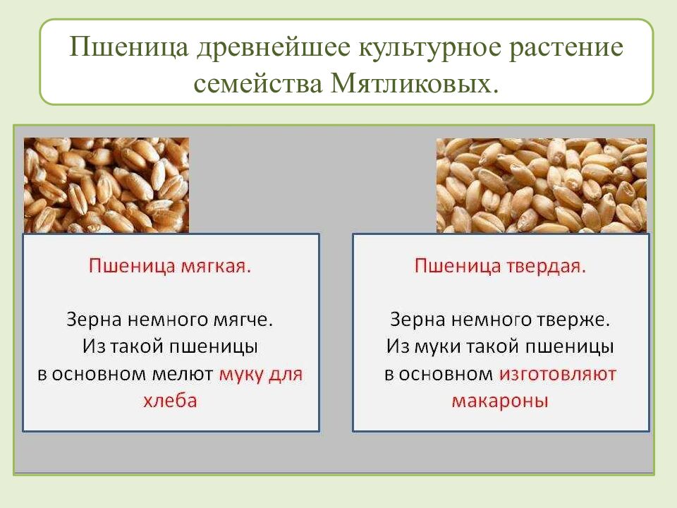 Многообразие и происхождение культурных растений