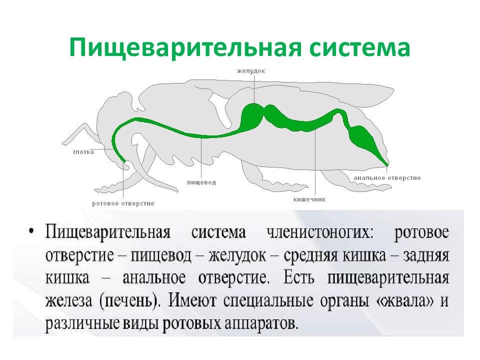 Членистоногие пищеварительная система. Пищеварительная система членистоногих. Пищеварительная система членистоногих представлена. Характеристика пищеварительной системы членистоногих. Пищеварительная система членистоногих 7 класс.