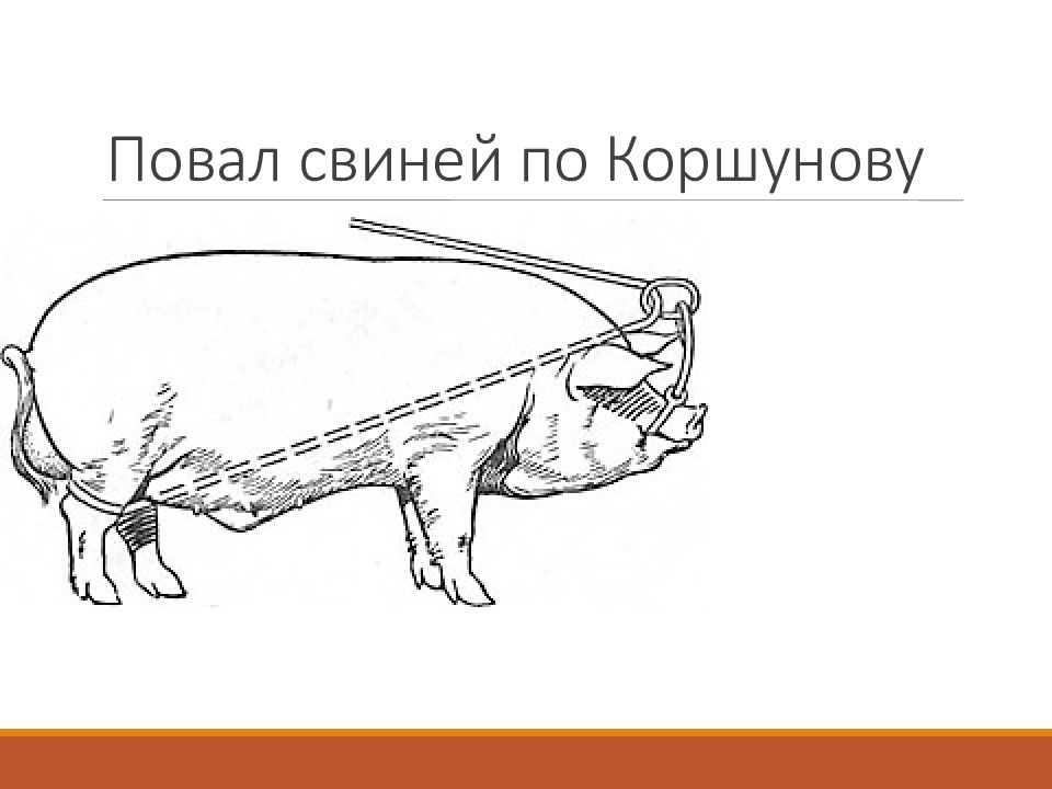 Кастрация поросят схема. Методы фиксации повал свиньи. Повал свиней по Коршунову. Повал свиней по способу Коршунова. Повал по Коршунову.