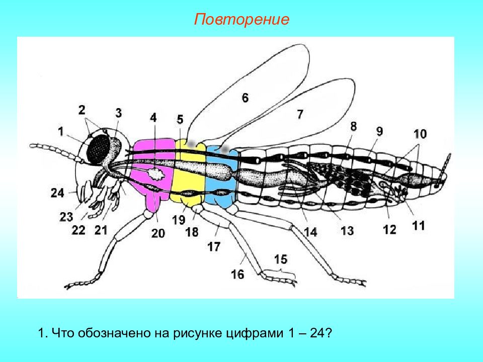 Установи на рисунке цифру которой обозначен. Внутреннее строение насекомых мухи. Анатомия мухи внутреннее строение. Схема внутреннего строения насекомого. Внутреннее строение комнатной мухи.