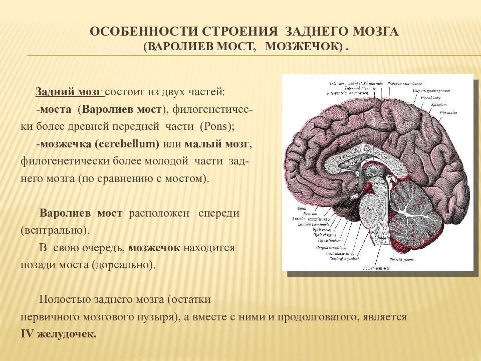 Где у человека мозжечок в голове