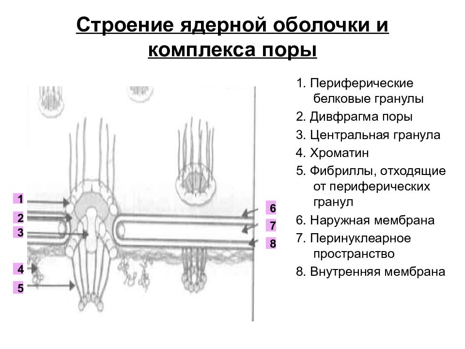 Строение комплекса. Структура ядерной оболочки. Строение ядерной мембраны. Строение ядерной оболочки. Схема строения ядерной оболочки.