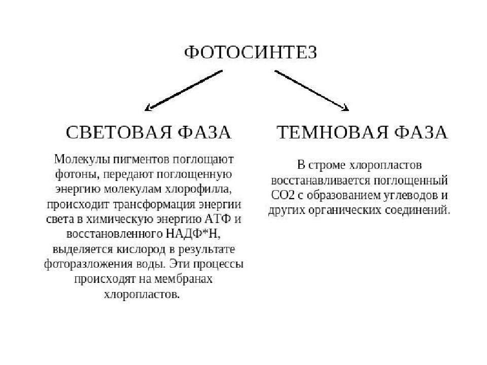 Световая и темновая фаза. Световая и темновая фаза фотосинтеза. Световая фаза и темновая фаза. Световая фаза и темновая фаза фотосинтеза. Темнова световаяч фазы.